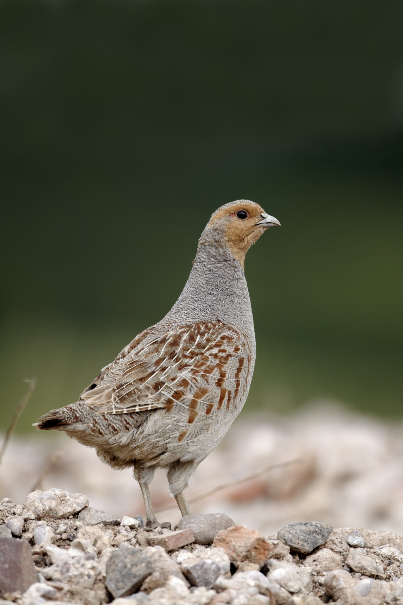 Grey Partridge