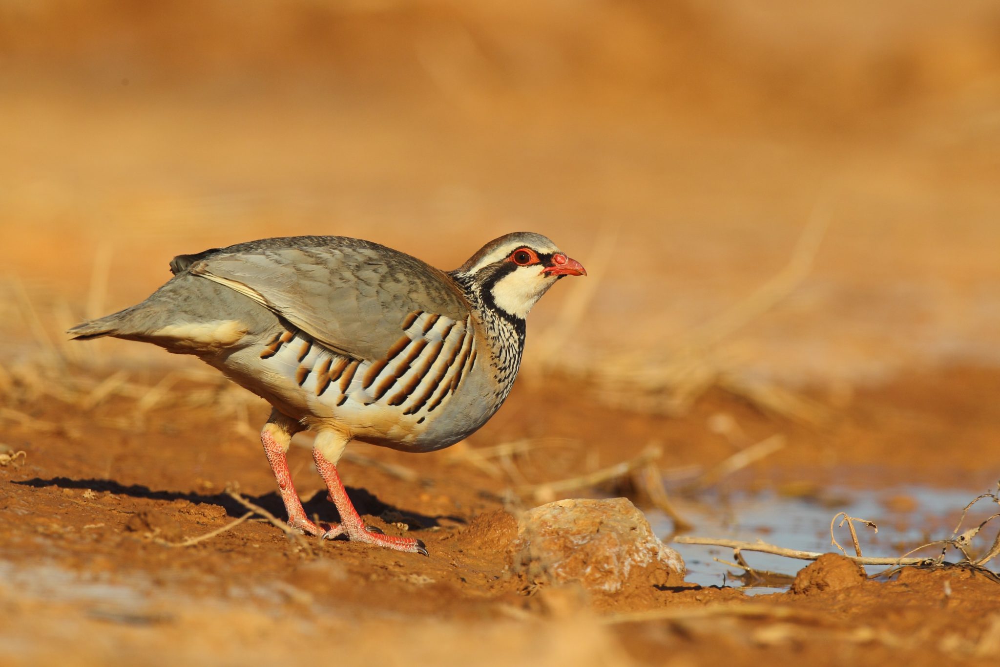 Red-legged Partridge